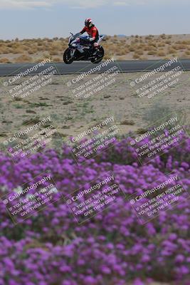 media/Jan-14-2023-SoCal Trackdays (Sat) [[497694156f]]/Turn 14 Exit Bloomig (145pm)/